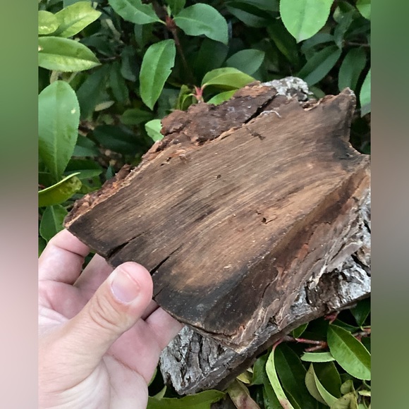 BEAUTIFUL TEXAS PECAN BARK 150+ YEARS OLD (ARTS AND CRAFTS) - Picture 4 of 5